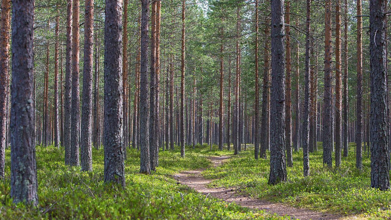 Begravningsbyrå i Bastuträsk